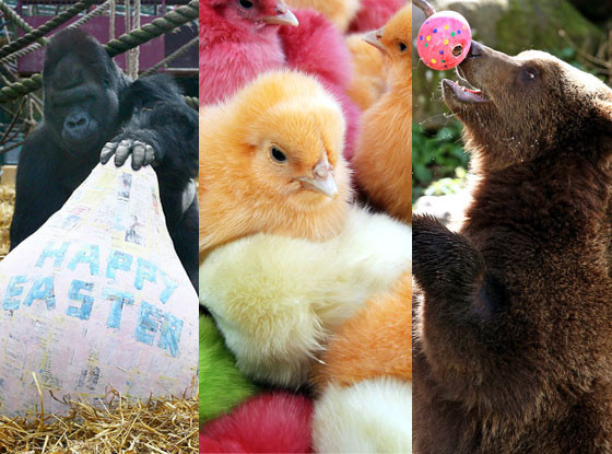 Easter Animals Easter Animals